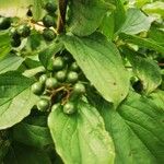 Cornus sanguinea Fruit