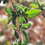 Adenocarpus complicatus Leaf