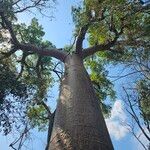 Adansonia za Bark