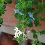 Lippia micromera Λουλούδι