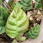 Calathea louisae Leaf