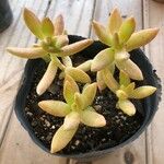 Sedum adolphi List