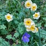 Narcissus tazetta Flower