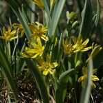 Gagea lutea Habit