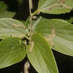 Celtis caudata Blad