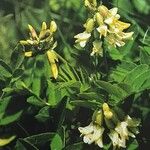 Astragalus frigidus ফুল