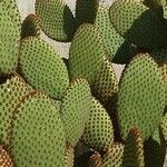 Opuntia rufida Blad