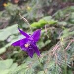 Aquilegia alpina Blomst