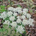 Heracleum sphondyliumVirág