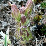 Castilleja nubigena Leaf