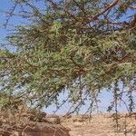 Vachellia tortilis Leaf