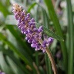 Liriope muscari 花