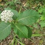 Asclepias variegata 叶