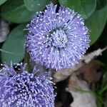 Globularia nudicaulis Flower