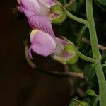 Antirrhinum charidemi Λουλούδι