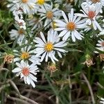 Symphyotrichum ericoidesBlomst