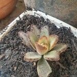 Kalanchoe tomentosa 葉