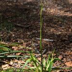 Luzula sylvatica Blüte