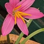 Zephyranthes robusta Blomst