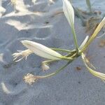 Pancratium maritimumBlomma