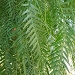 Schinus molle 葉