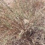 Artemisia herba-alba Листок