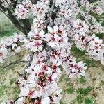 Prunus dulcis പുഷ്പം