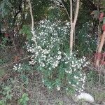 Symphyotrichum lanceolatum Habit