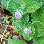 Mentha × villosa Flor