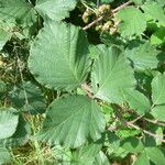 Rubus guestphalicus Leaf
