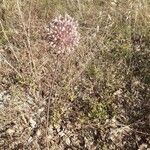 Allium ampeloprasum Blomst