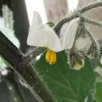 Solanum villosum Floare