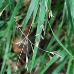 Melica uniflora Blüte