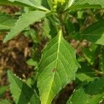 Euphorbia davidii Leaf