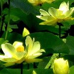 Nelumbo lutea