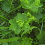 Alchemilla filicaulis ഇല