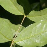Eugenia basilaris Leaf