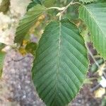 Carpinus cordata Blatt