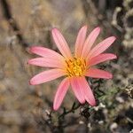 Mutisia hamata Flower