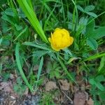 Trollius europaeusBlüte