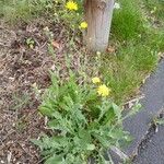 Crepis foetida Natur