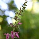 Stachys sylvatica 花