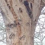 Vachellia tortilis Corteza