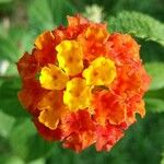 Lantana camaraBlodyn