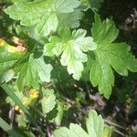 Ribes inerme Лист