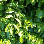 Staphylea pinnata Leaf