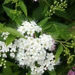 Spiraea japonica花