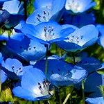 Nemophila menziesii Flor