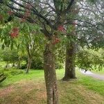 Aesculus pavia Bark