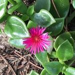 Mesembryanthemum cordifolium Blüte